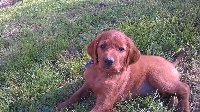 LESTER