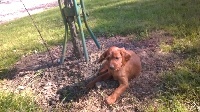 LOLA