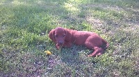 LENA