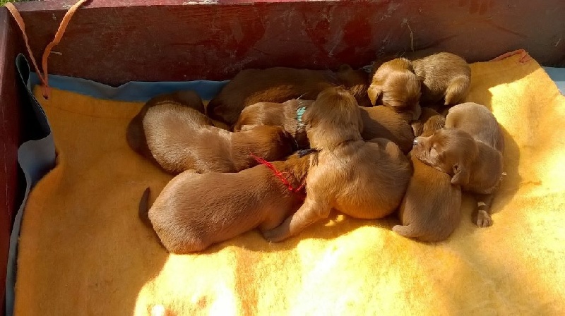 De La Finn Fee Rouge - Setter irlandais rouge - Portée née le 03/03/2015